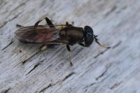Xylota segnis