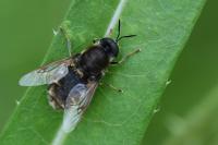 Stratiomys singularior