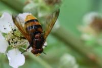 Volucella zonaria