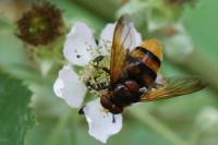 Volucella zonaria