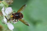 Volucella zonaria