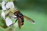 Volucella zonaria