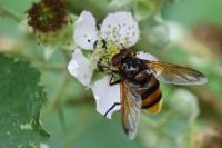 Volucella zonaria