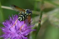 Chrysotoxum festivum