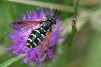 Chrysotoxum festivum