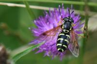 Chrysotoxum festivum