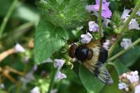 Volucella pellucens