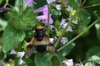Volucella pellucens