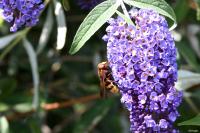 Volucella zonaria
