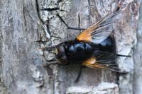 Mesembrina meridiana