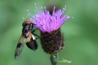Volucella pellucens