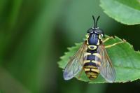 Chrysotoxum verralli