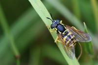 Chrysotoxum verralli