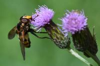 Volucella inanis