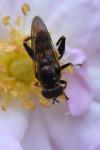 Chalcosyrphus nemorum