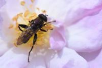 Chalcosyrphus nemorum