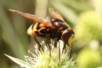 Volucella zonaria