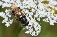 Stratiomys potamida
