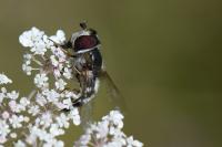 Scaeva pyrastri