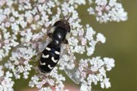 Scaeva pyrastri