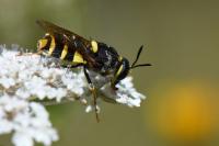 Stratiomys potamida