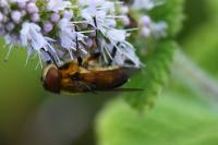 Phasia hemiptera