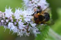 Phasia hemiptera