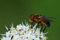 Phasia hemiptera