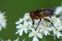 Phasia hemiptera