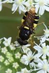 Stratiomys potamida