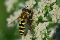 Syrphus vitripennis
