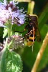 Volucella zonaria