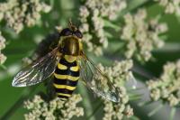 Syrphus vitripennis