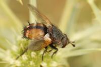 Phryxe magnicornis