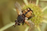 Phryxe magnicornis