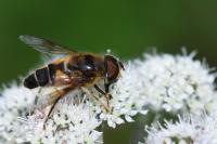 Eristalis pertinax
