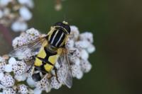 Helophilus trivittatus