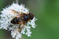 Eristalis pertinax