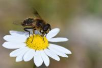 Eristalis tenax