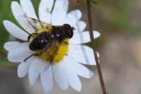 Eristalis tenax