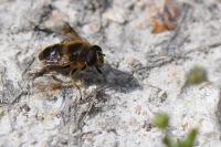 Eristalis tenax