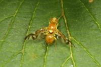 Euleia heraclei