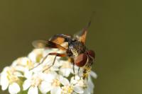 Ectophasia crassipennis