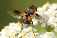 Ectophasia crassipennis