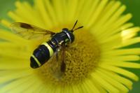 Chrysotoxum bicinctum