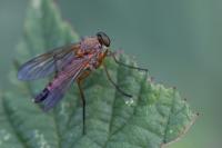 Rhagio tringarius
