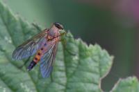Rhagio tringarius