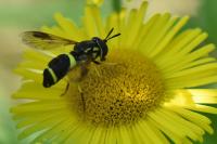 Chrysotoxum bicinctum