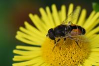 Eristalis arbustorum