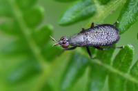 Coremacera marginata